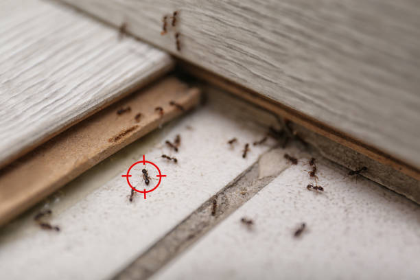 Best Commercial Pest Control Services  in Orange Beach, AL