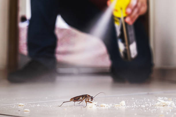 Best Pest Control Near Me in Orange Beach, AL