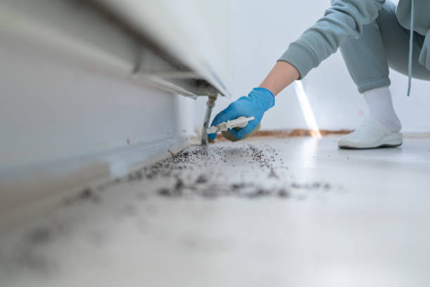 Best Termite Control Services  in Orange Beach, AL